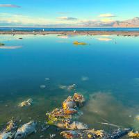 Photo: Roxanne Varzi, Salton Sea, California
